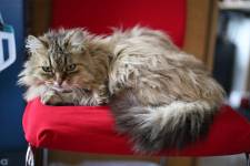 Aline CLADEL - TRIPLE ECLATS