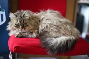 Aline CLADEL - TRIPLE ECLATS